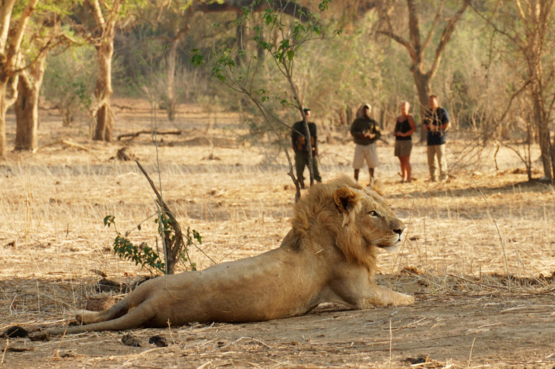 walking safari ethics