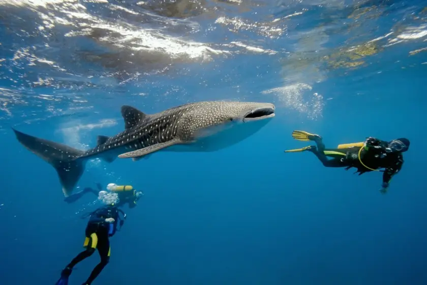 whale sharks seasons,the best time to visit Zanzibar