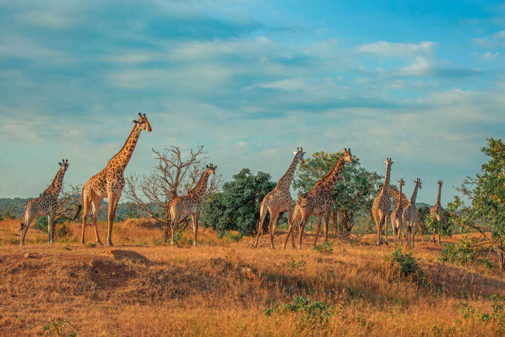 mikumi National Park-giraffe-acacia-floodplain-Tanzania — Giraffe at acacia tree, Mkata floodplain