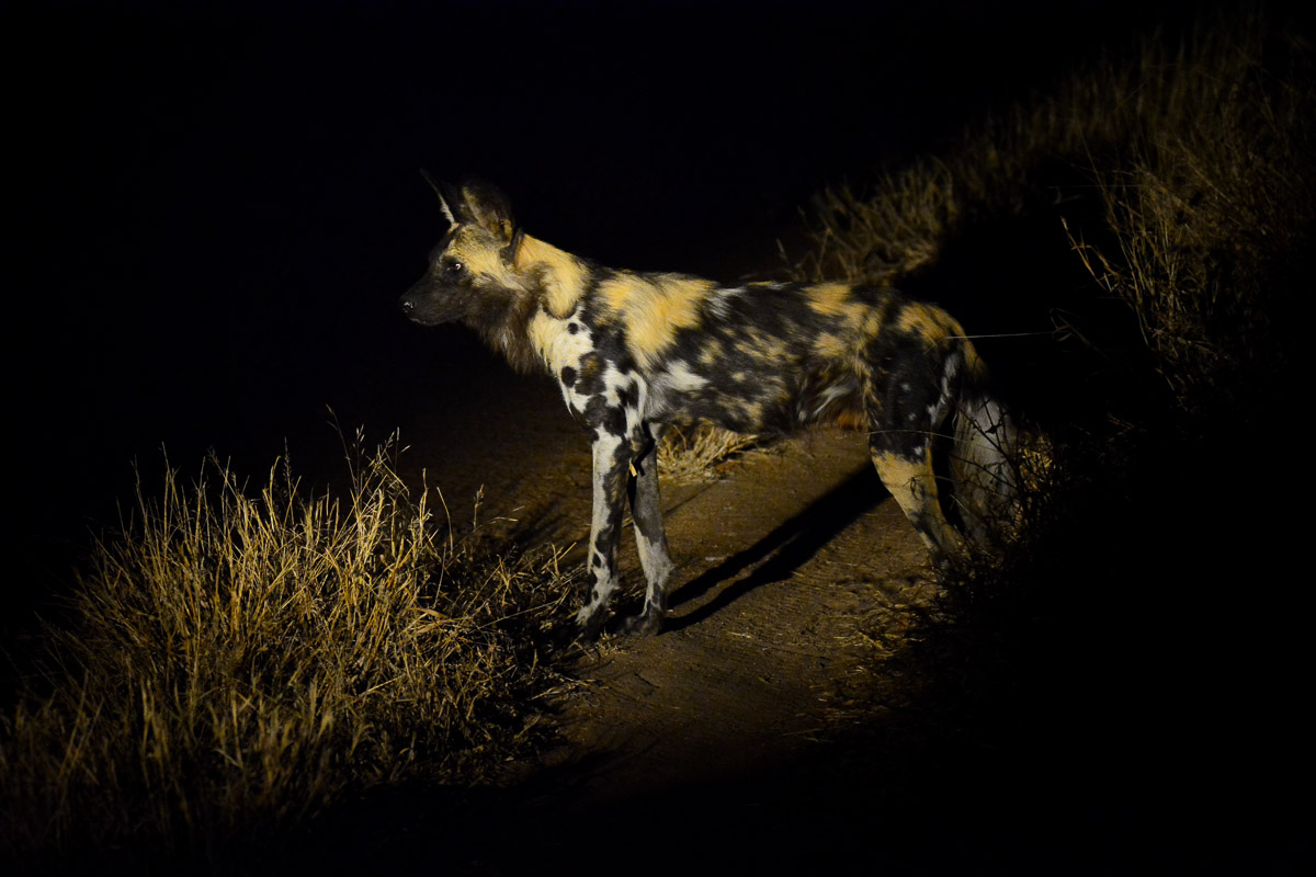  night game drive Tanzania