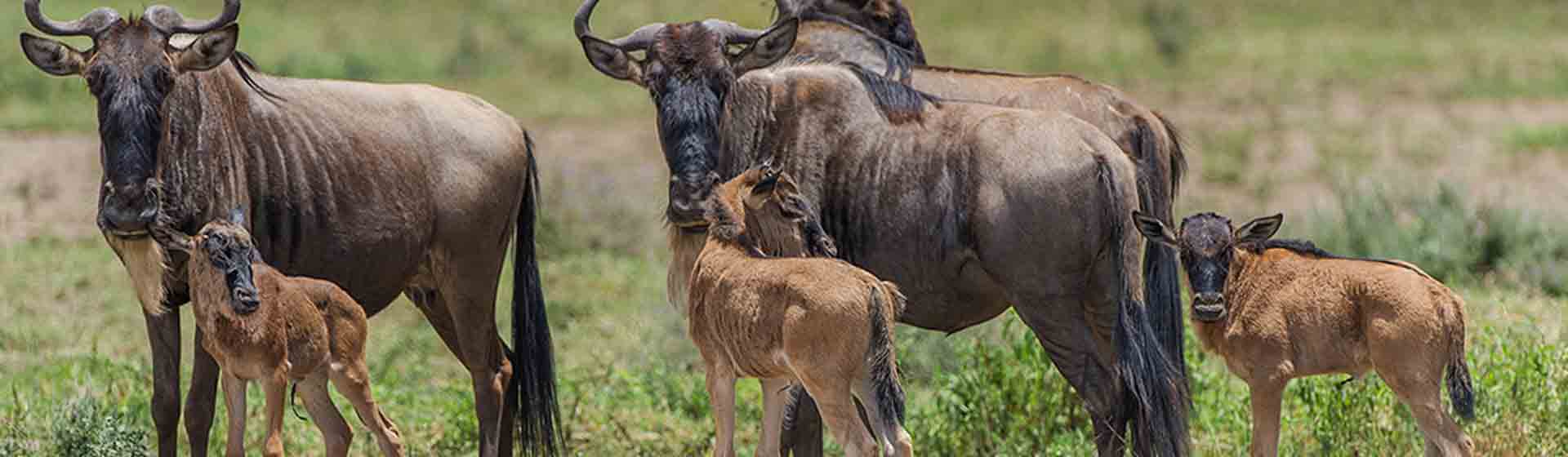 wildbeest calving during green season in Kenya