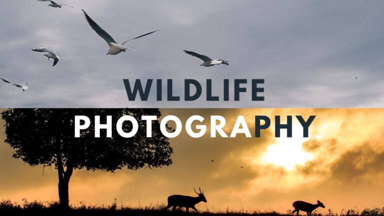 Best Safari Destinations for Photographers
