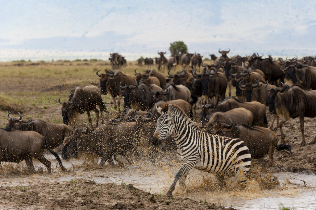 Massive wildebeest Mara River crossing in Maasai Mara National Reserve