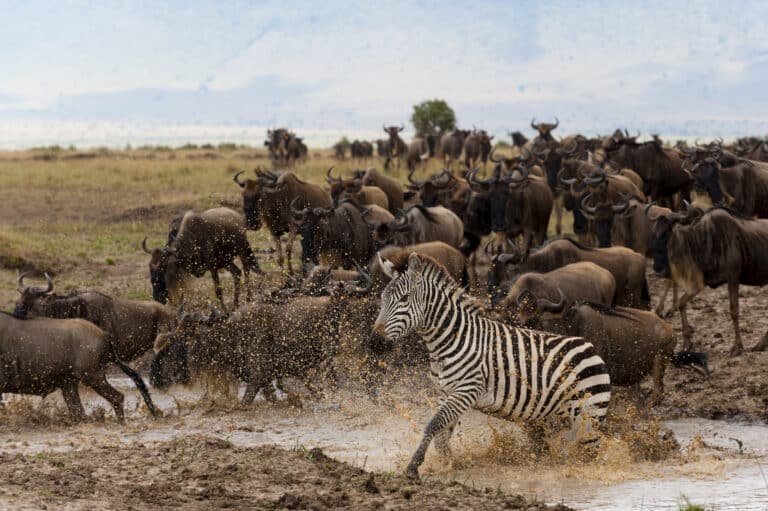 Northern Serengeti vs Southern Serengeti: Which Zone to Visit?