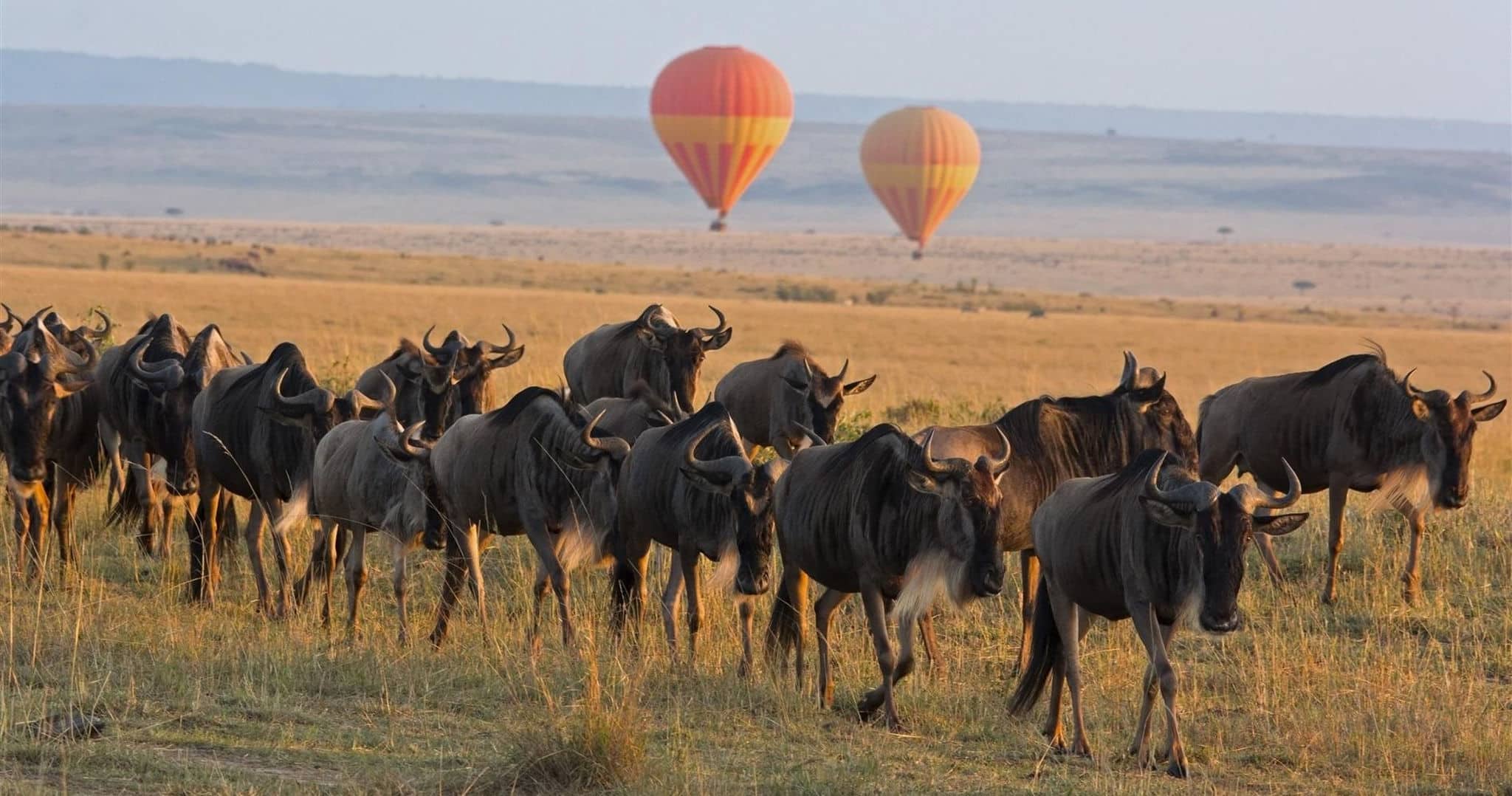 Hot Air Balloon Safaris