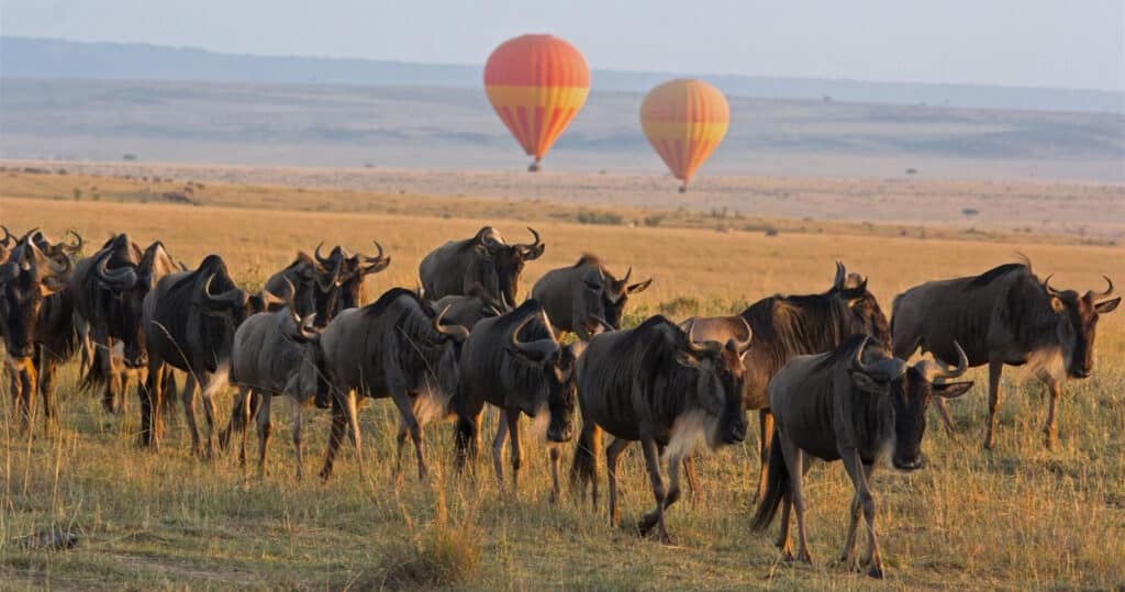 Visit the Serengeti