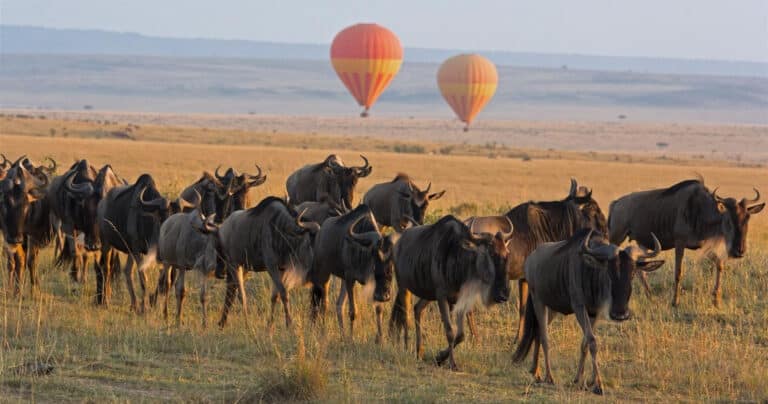 Best Time to Visit the Serengeti