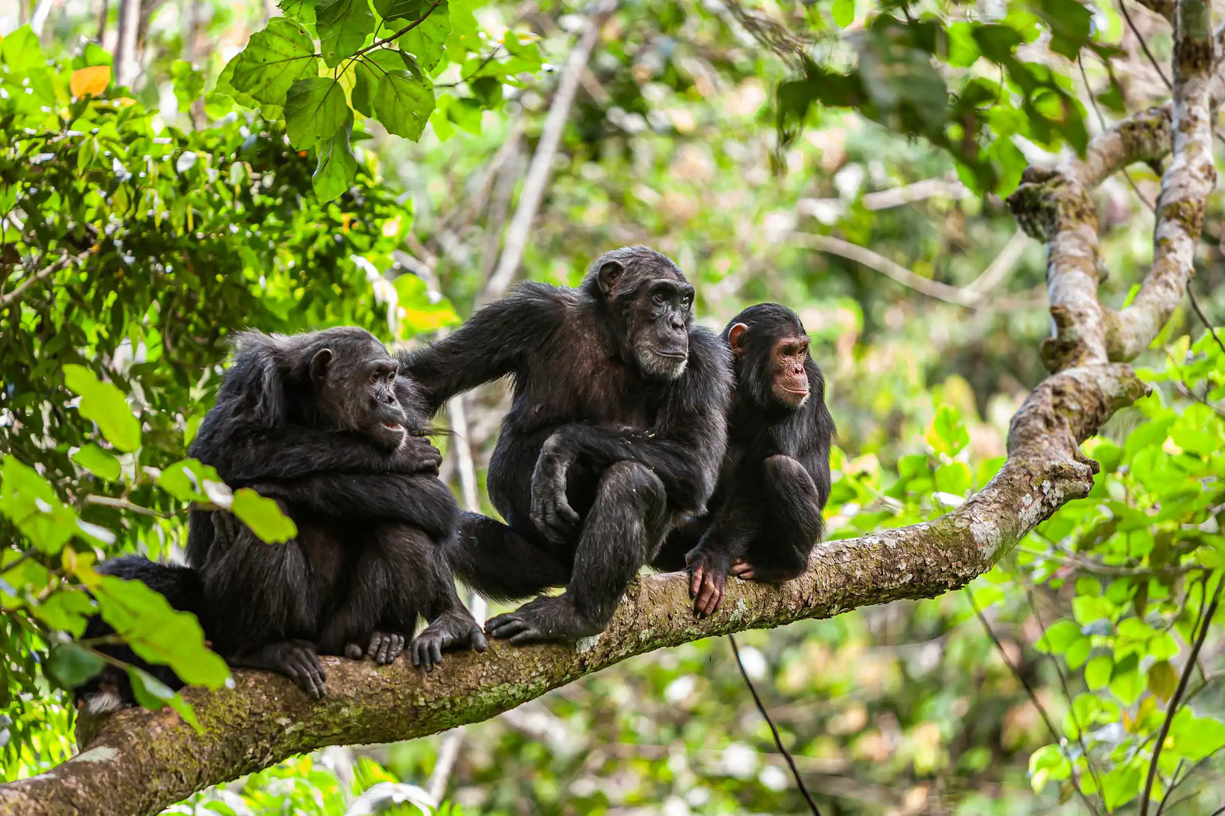 Wild Chimpanzee Trekking