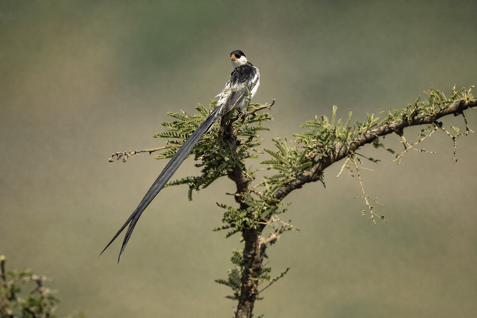 Guided Nature and Bird Walks