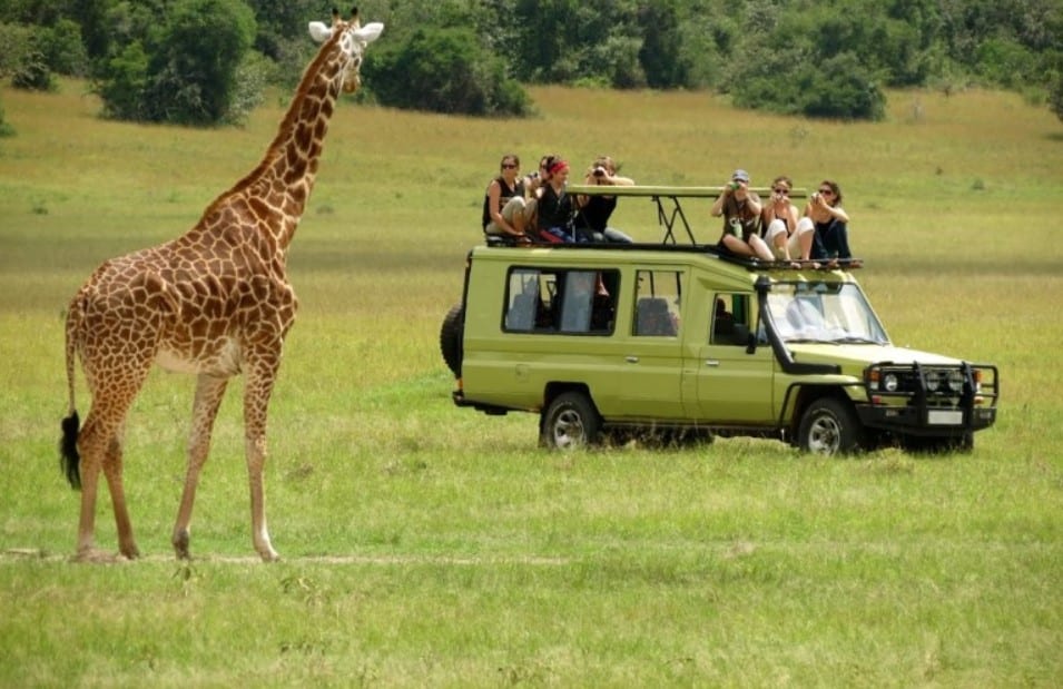 Day Game Drives
