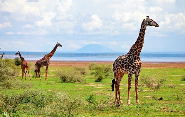 Lake Manyara Safari