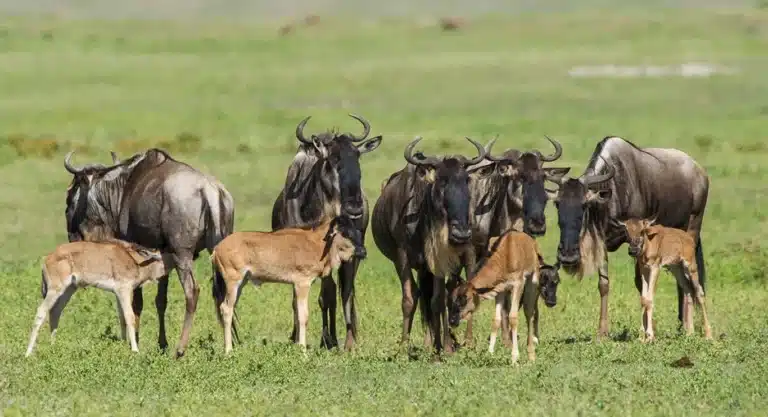 Calving Season in the Serengeti: January to March Complete Guide