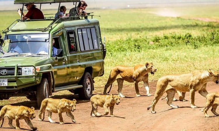Is the Ngorongoro Crater Worth Visiting? An Honest Assessment