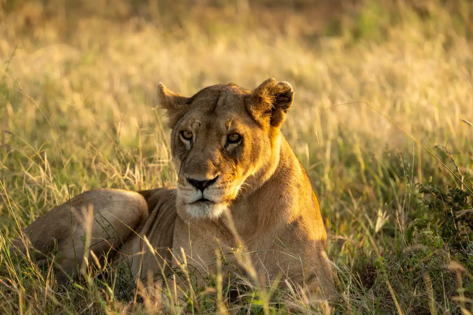 2-Day Tarangire & Ngorongoro Crater Safari: