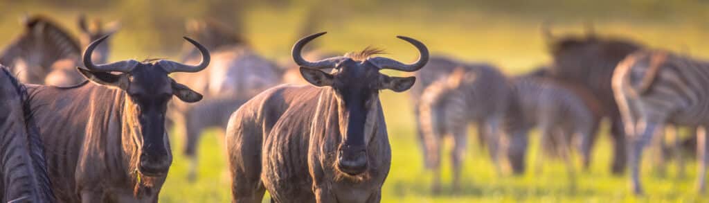 Serengeti in May
