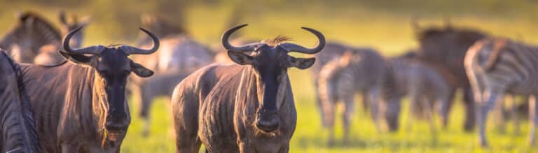 Serengeti in May: Quiet Season Wildlife Guide