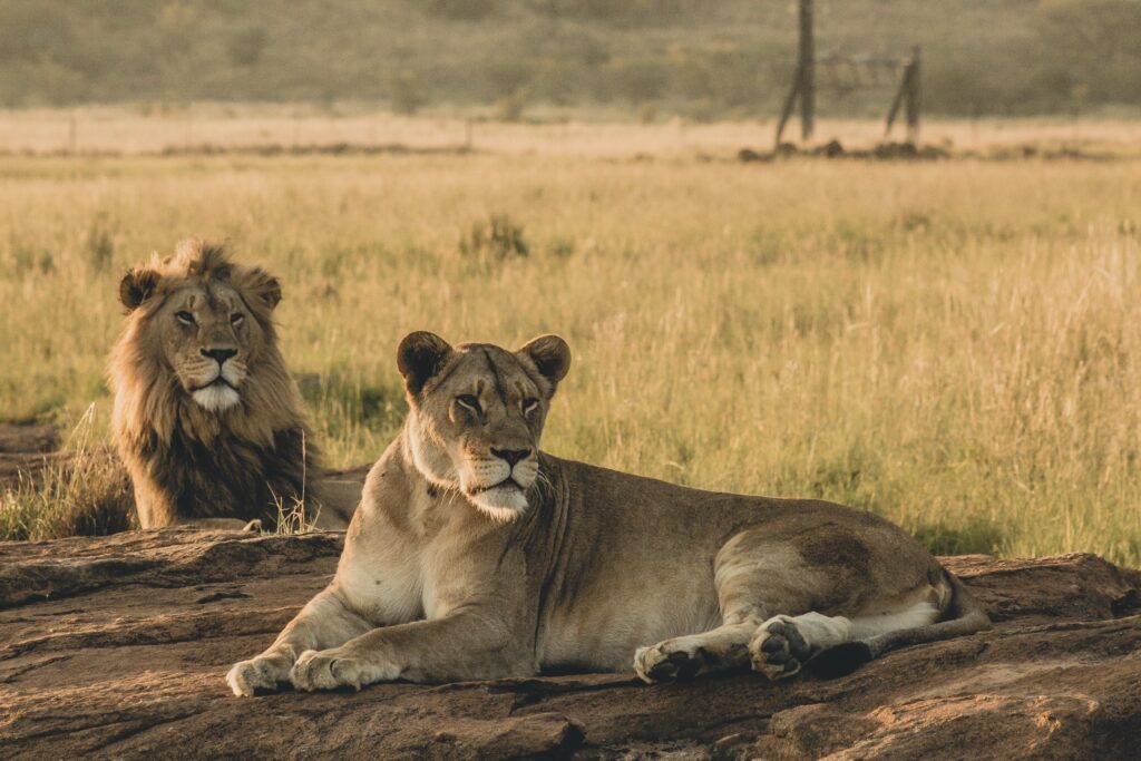 Best Time to Go on Safari in Tanzania and Kenya 6 Best Time to Go on Safari