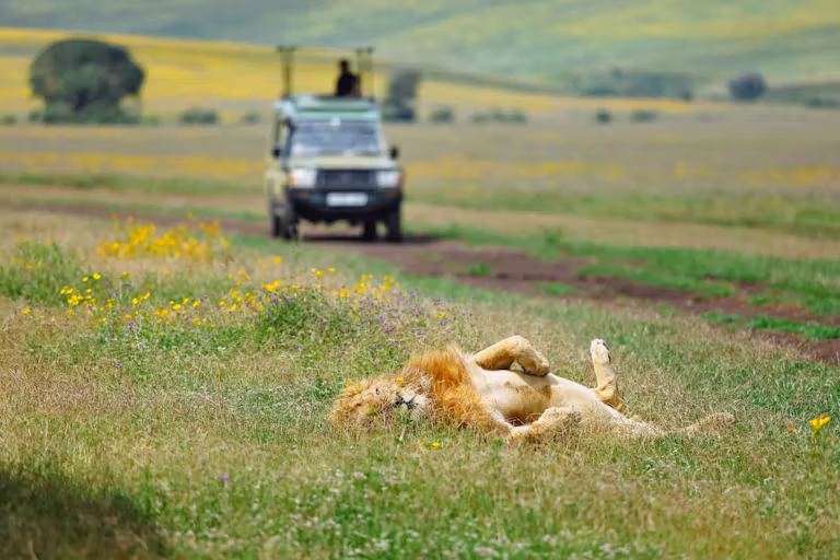 Ngorongoro Crater Game Drive