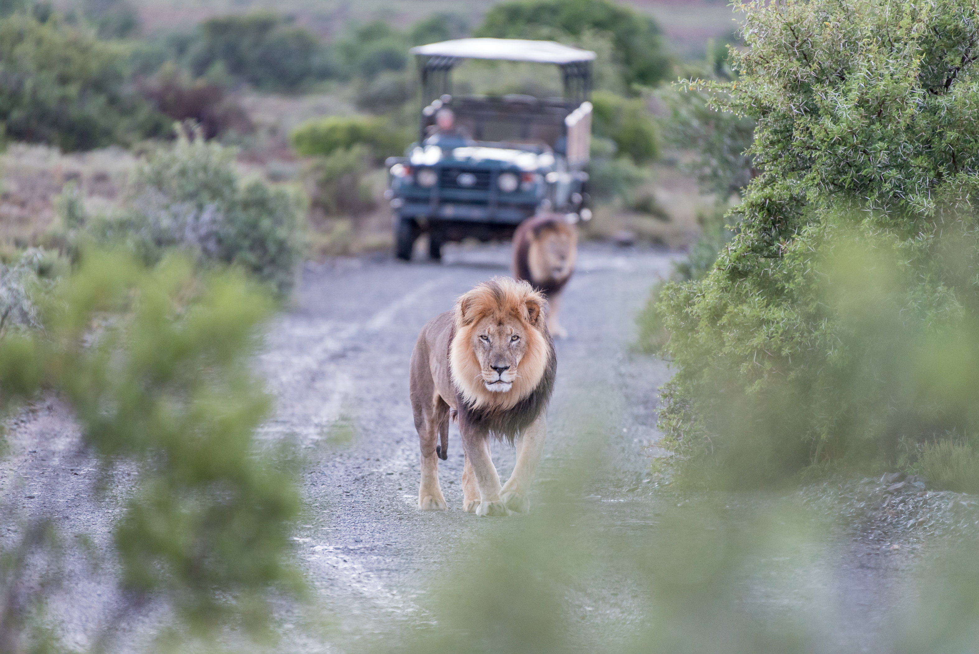  Interactive Lion Tracking