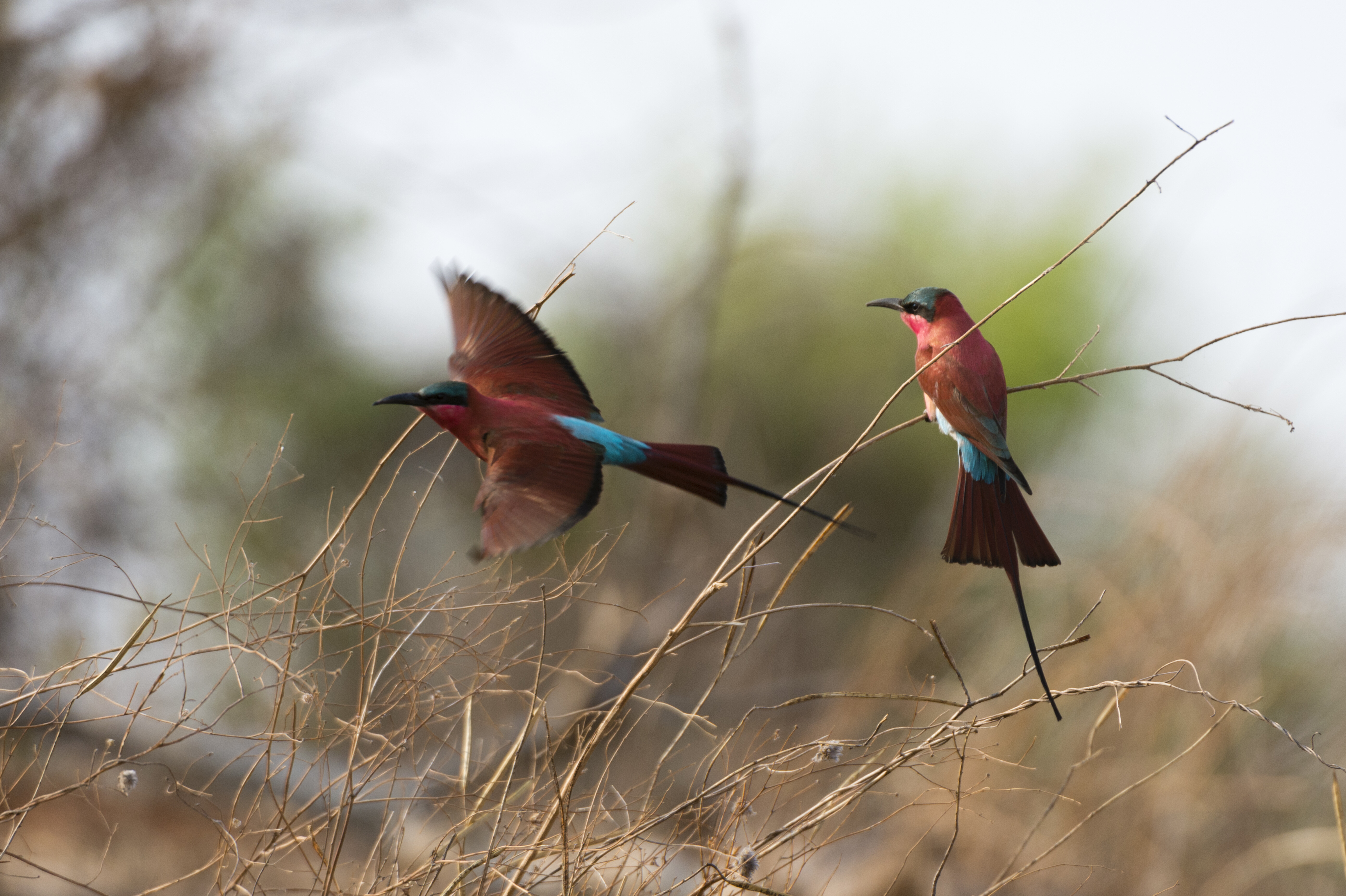 Tanzania Birdwatching Safari