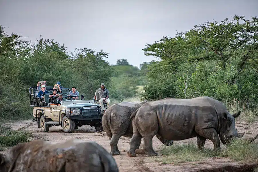 Big Five Wildlife Game Drives