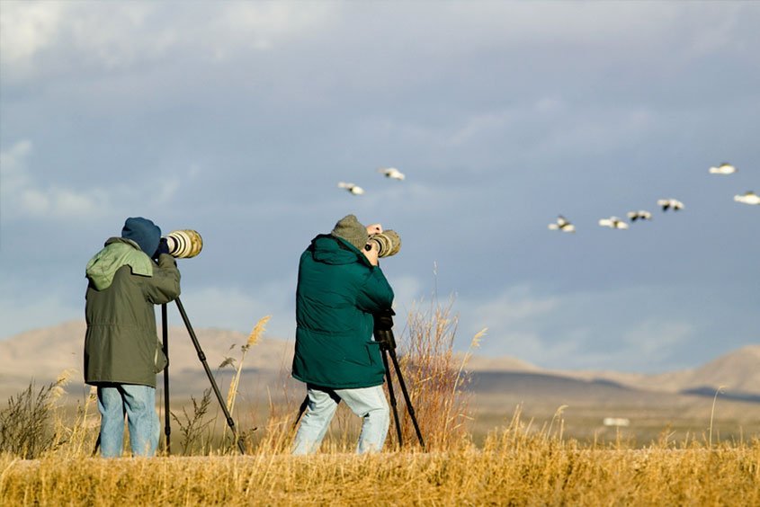 Bird Watching