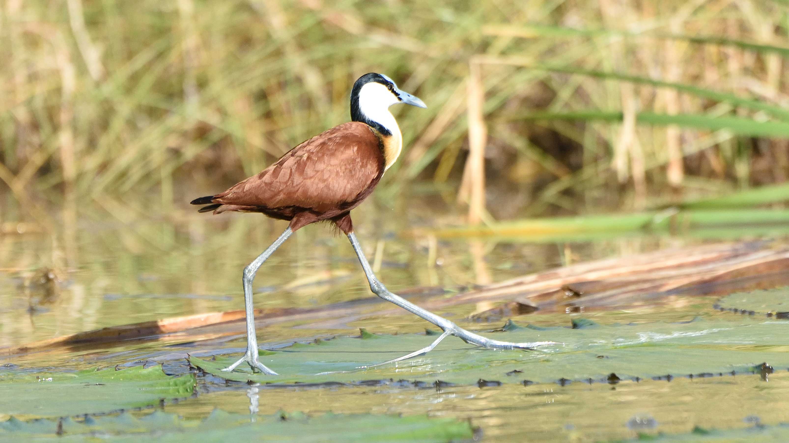 Bird Watching Safaris