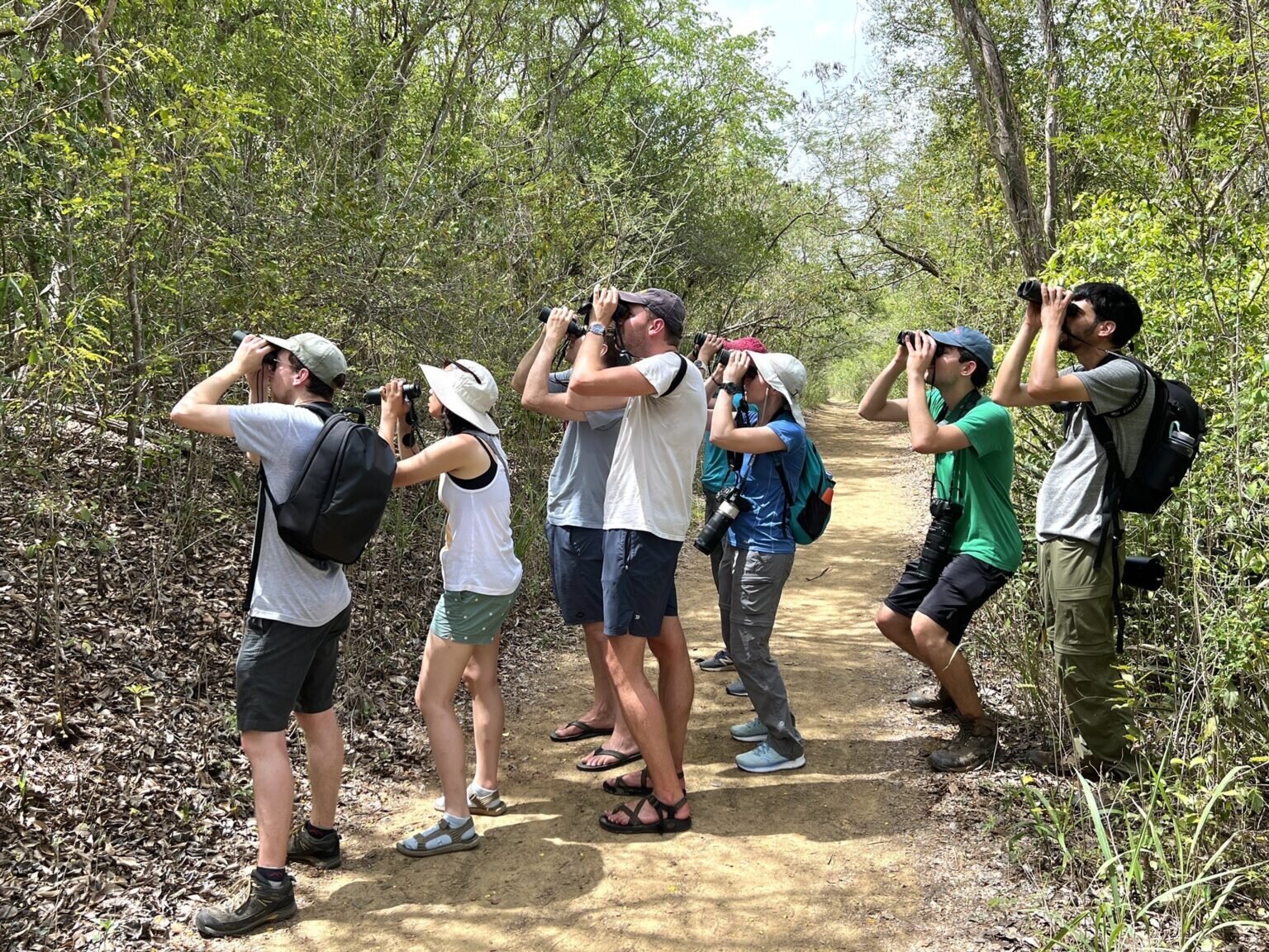 Forest Bird Watching