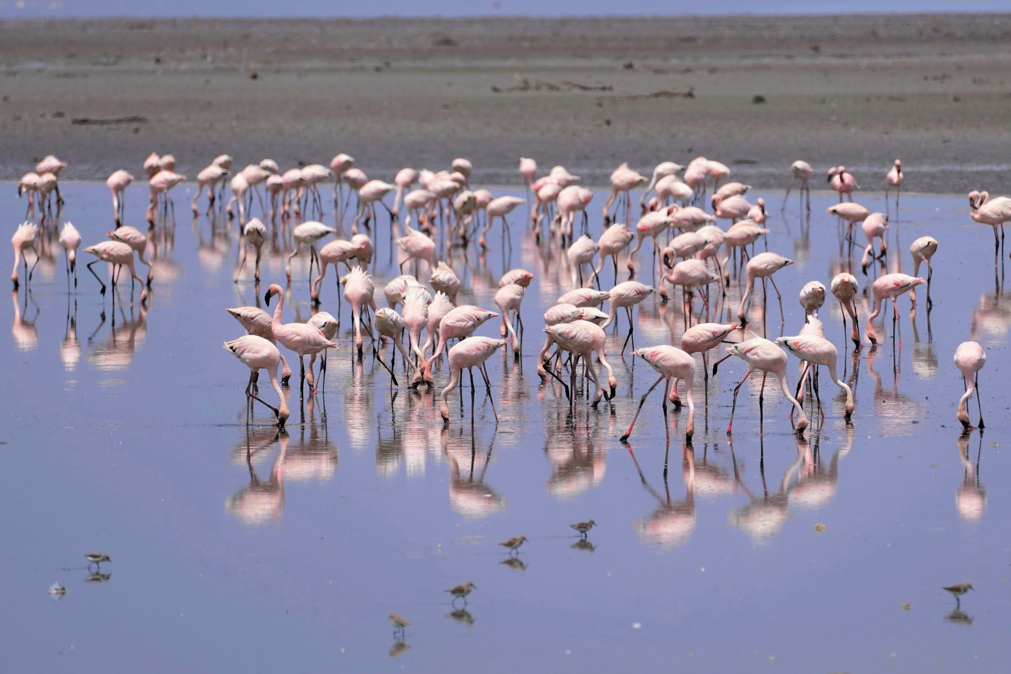 Lesser flamingo flock on an alkaline lake