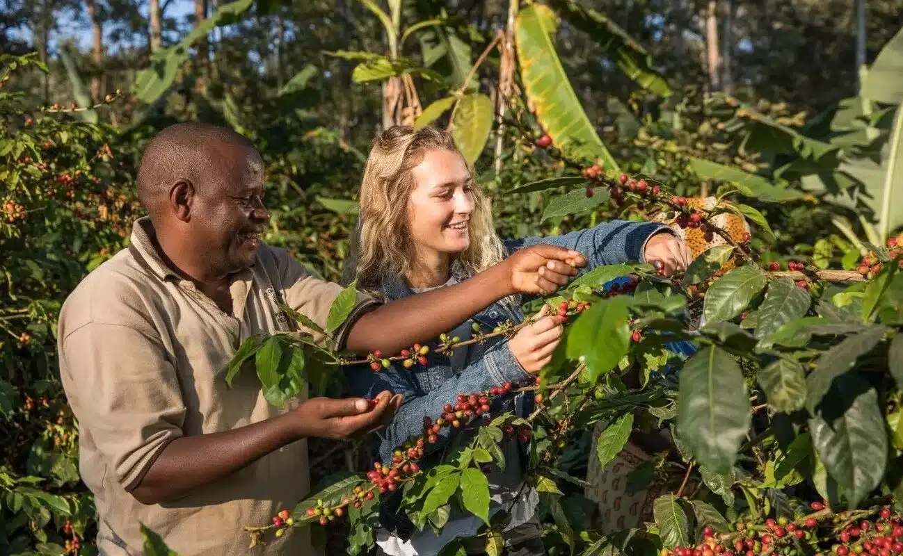 Coffee Plantation Tours