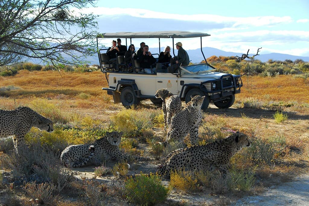 Day Game Drives