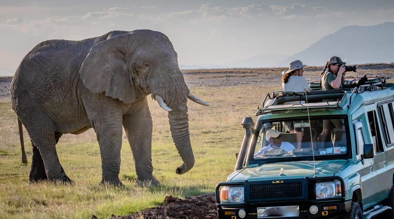 Expertly Guided Game Drives