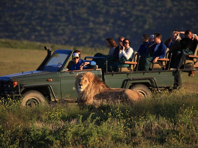 Guided Game Drives