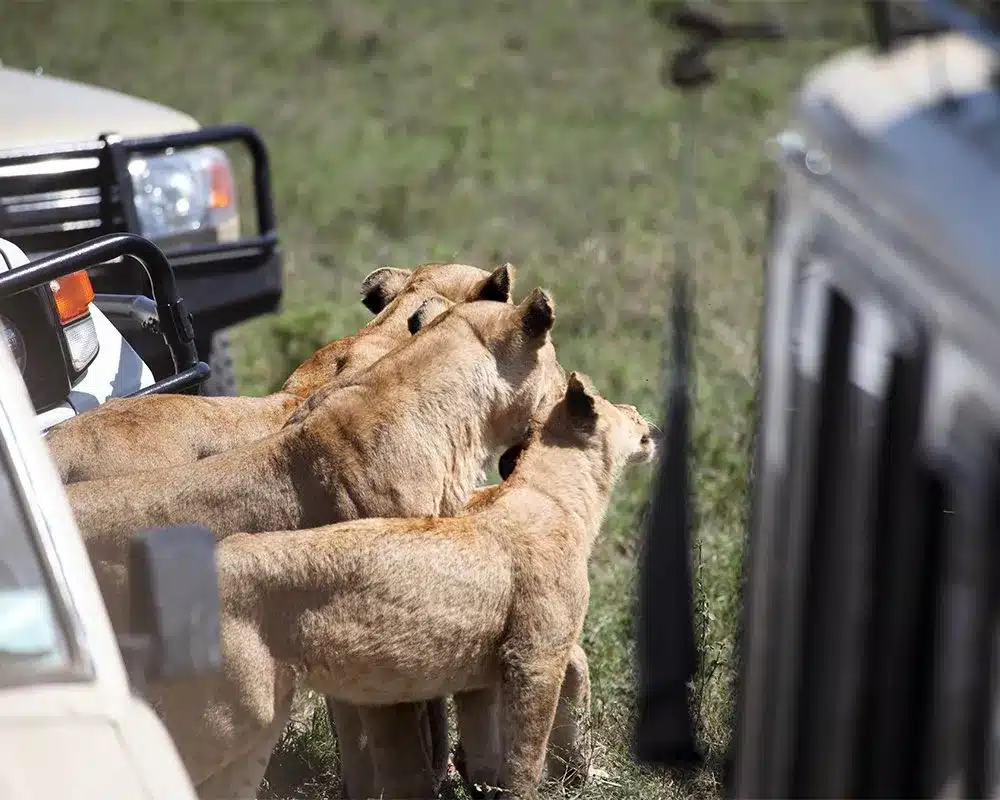 4x4 Game Drives