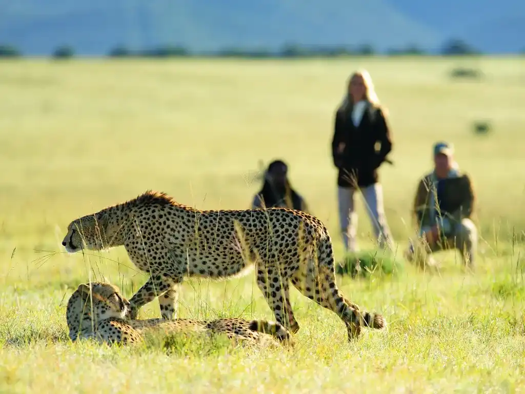 Walking Safari in the Serengeti: Is It Allowed and Where? 3 Guided Walking Safaris