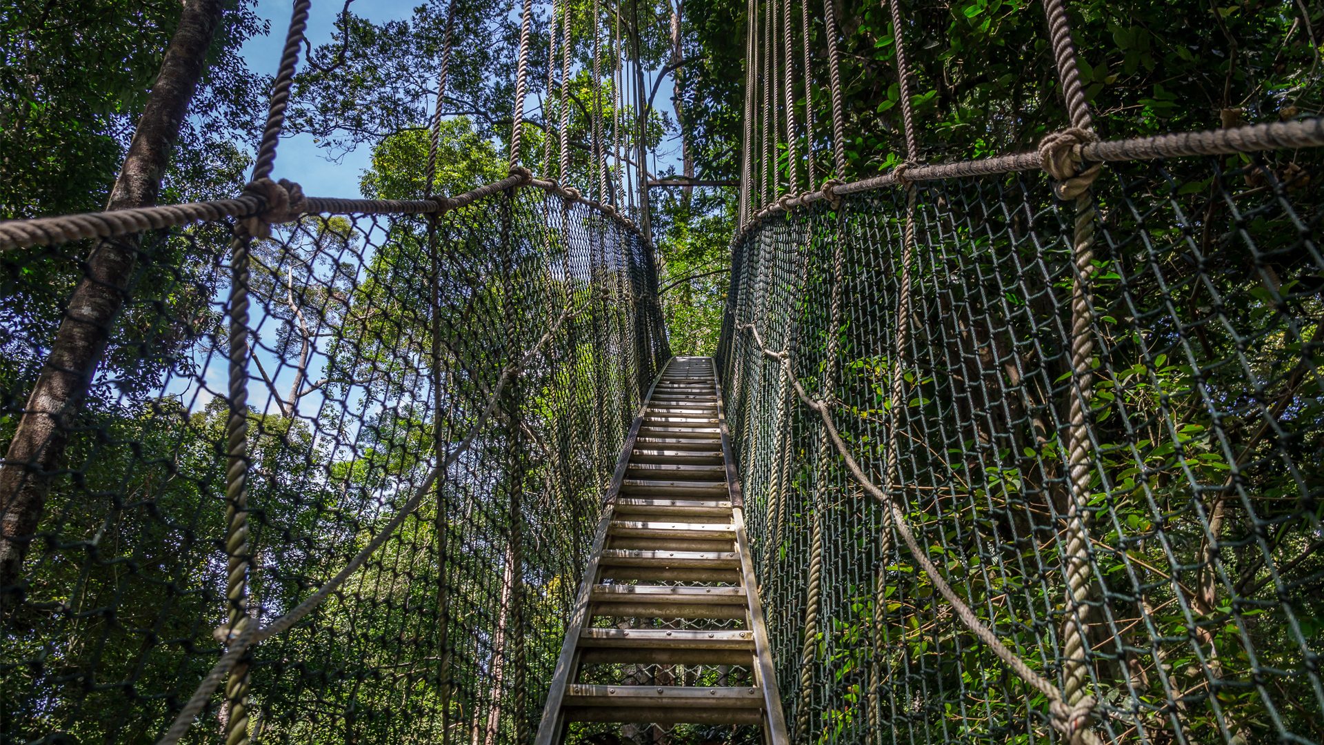 Lake Manyara Treetop Walkway