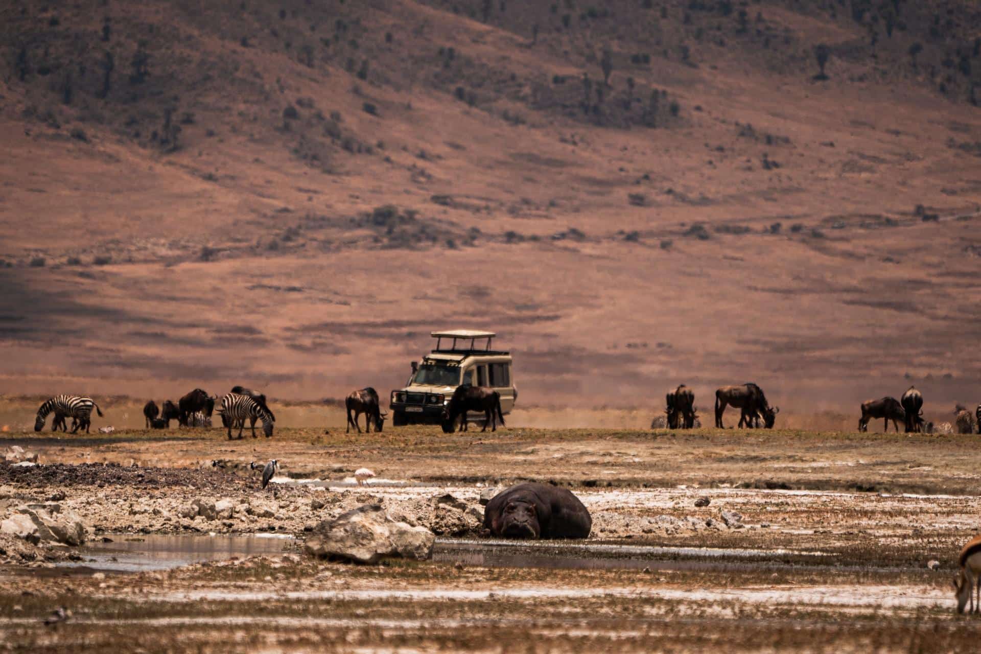Ngorongoro Crater Game Drives