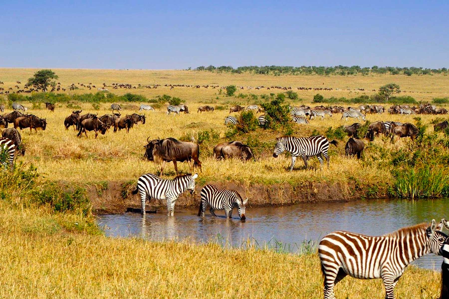 Ngorongoro Crater Game Drives