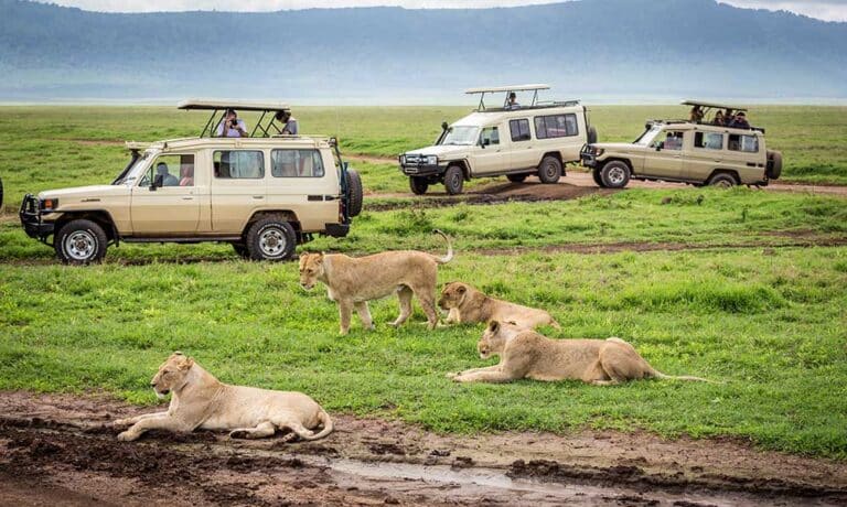 Ngorongoro Crater Entry Fees in 2026/2027: Updated Guide