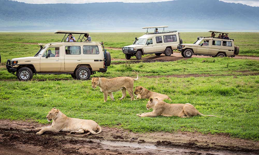 Tarangire Safaris & Game Drives