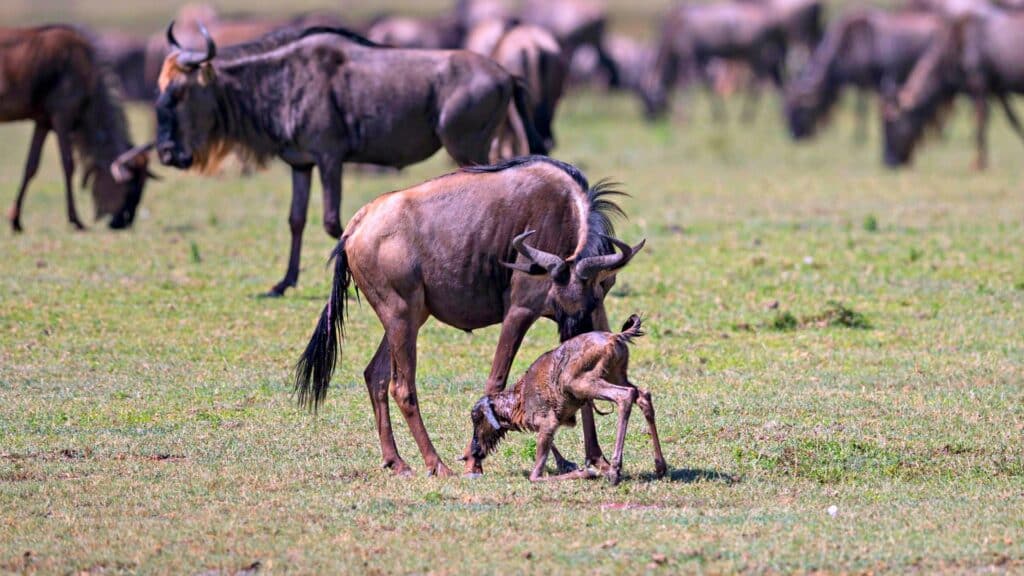 Serengeti in February
