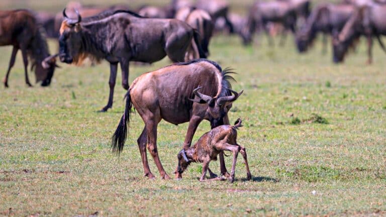 Serengeti in February: Calving Season and What to Expect