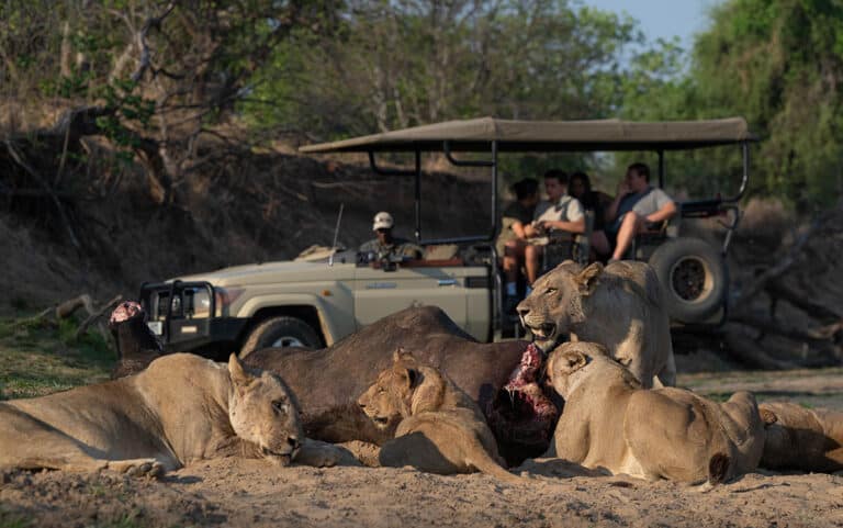 Questions to Ask Your Operator Before a Serengeti Safari