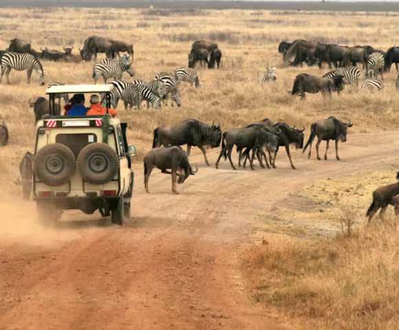 Wildlife Game Drives (Day and Night)