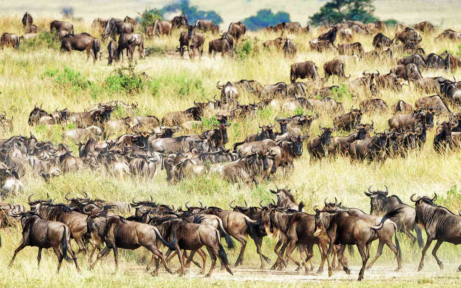 Wildebeest herd beginning to disperse northward in March