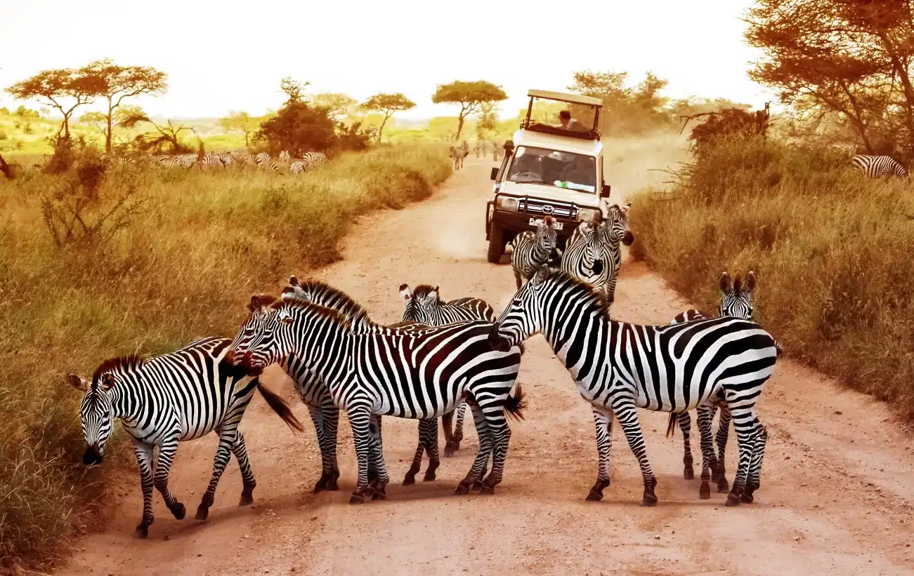 Wildlife Viewing Safaris