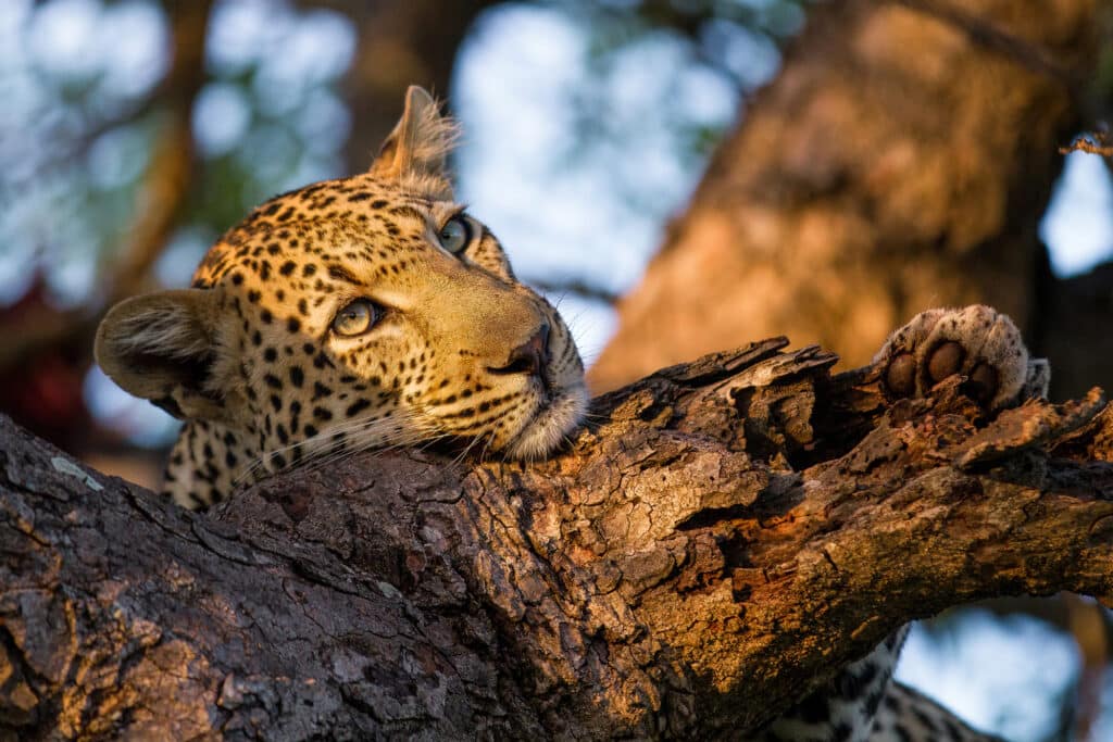 Where Is the Serengeti?