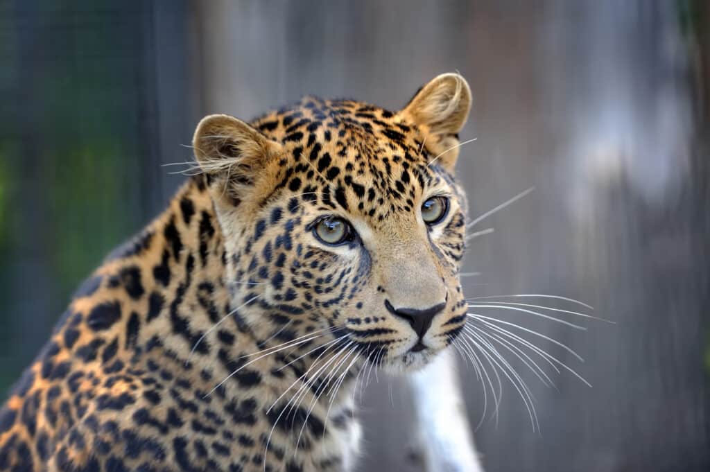 close leopard portrait 2026 01 09 07 22 52 utc
