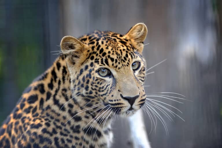 Serengeti in April: Green Season Safari Pros and Cons