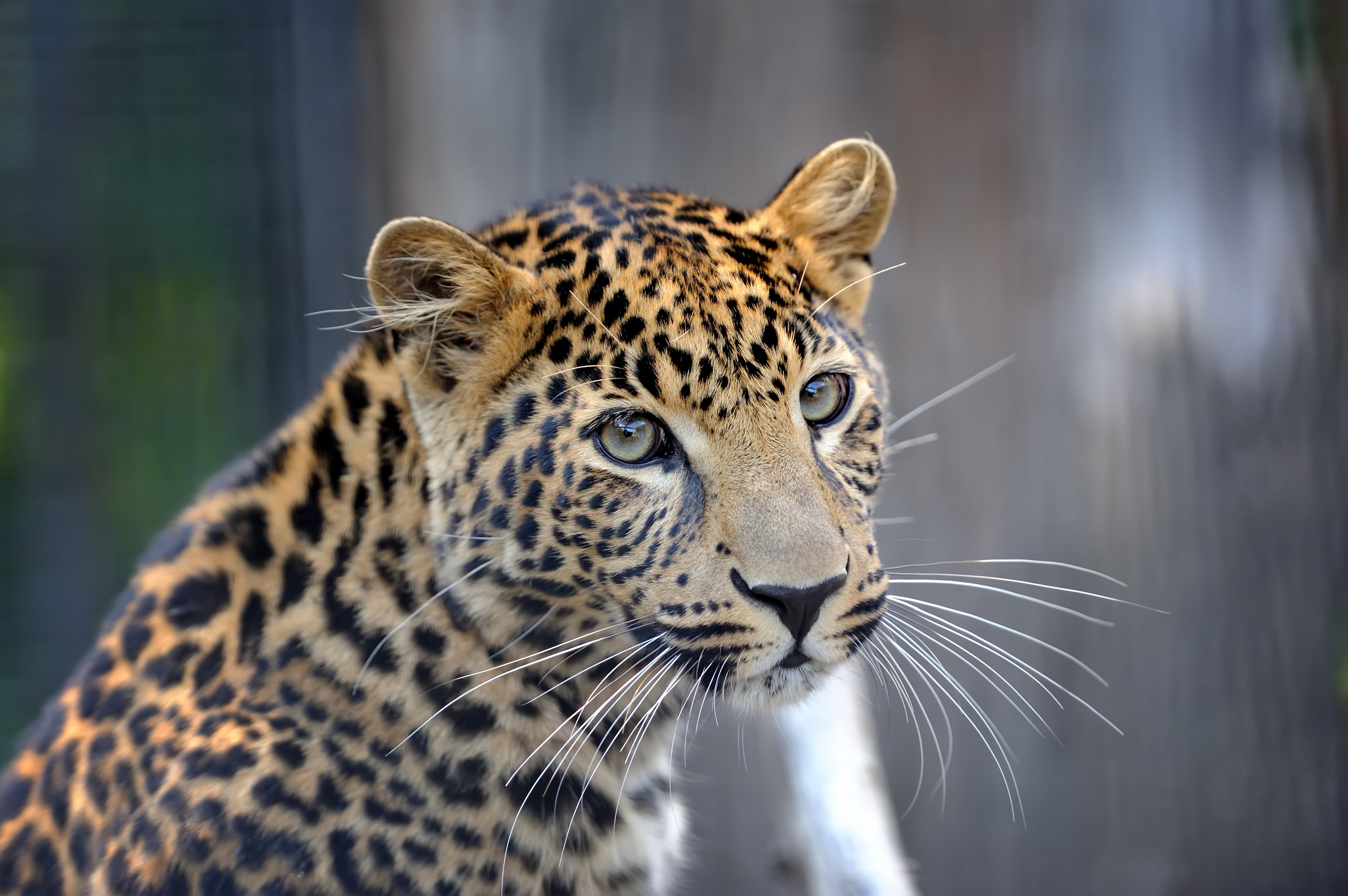 close leopard portrait 2026 01 09 07 22 52 utc
